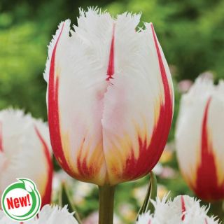 Salsa Tulip Thumbnail